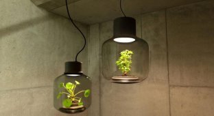 Красивые лампы с растениями, растущими без участия человека (3 фото)