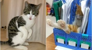 30 weirdo cats who need a reboot (31 pics)