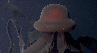 Медуза-фантом — 10-метровый призрак Мирового океана (4 фото)