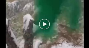 Неистовая радость панды первому снегу попала на видео