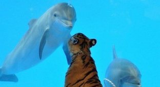 Дельфин и тигр (3 фото)