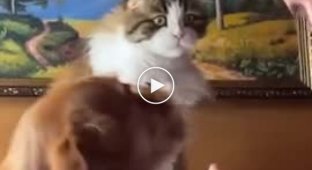 Смішна реакція ревнивої кішки