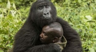 Дві дикі горили закохалися у свого наглядача (6 фото)
