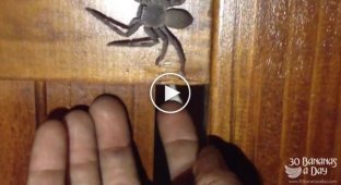 Как австралийские мужики обращаются с ядовитыми пауками
