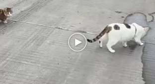 Cats brighten up the working days of a trucker