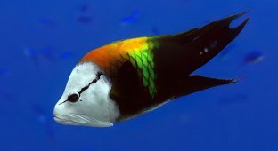 Largemouth wrasse: a strange fish that is hard to forget (9 photos)