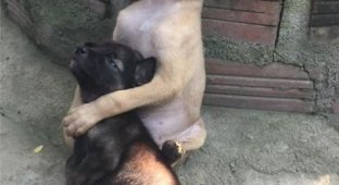 Милейшие щенки заботятся друг о друге (5 фото)