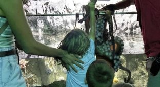 В США на интерактивной выставке осьминог вцепился в шестилетнего мальчика (3 фото + 1 видео)