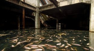 Тайна заброшенного и захваченного рыбой торгового центра (4 фото)