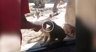 Посетитель зоопарка показал карточный фокус бабуину. Забавная реакция животного удивит любого