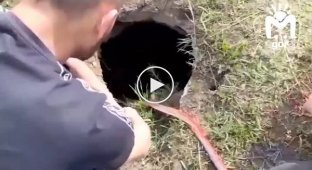 A foal that fell into a well was rescued in North Ossetia