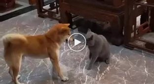 The dog surprised the cat with an unusual fighting technique