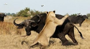 Львы на охоте (23 фотографии)