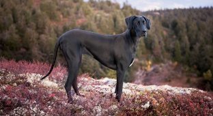 18 photos of Great Danes for those who believe that there should be a lot of good boys (18 photos)
