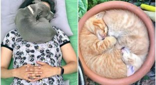 30 Photos of Sleeping Animals That Will Make You Want to Sleep Too (31 Photos)
