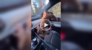 Парень наглядно показал, почему нельзя ставить ноги на панель в машине