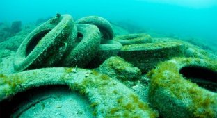 Токсичні рифи. У Флориді затопили 2 мільйони шин, що з ними стало через 50 років (6 фото)