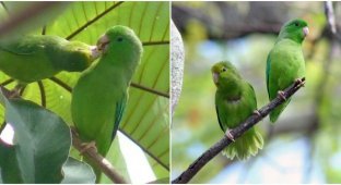 Biologists have discovered the reasons why parrots destroy or adopt other people's chicks (4 photos + 2 videos)