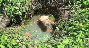 A man saved this puppy from drowning. Then he decided to do this...