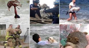 Эти люди рисковали жизнью, чтобы спасти животных (20 фото)