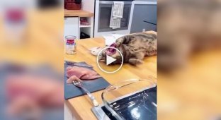 Хитрые пушистые воришки