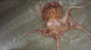 Жителей Уэльса испугало таинственное нашествие осьминогов, но учёные нашли ему объяснение (3 фото)