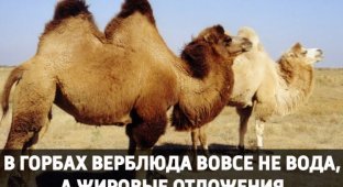 Опровергнутые наукой мифы, в которые верят до сих пор (16 фото)