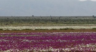 В Чили из-за проливных дождей расцвела пустыня Атакама (4 фото)