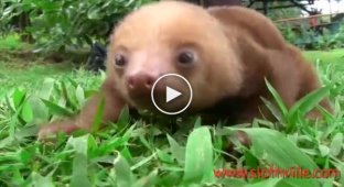 Детеныш ленивца издает забавные звуки