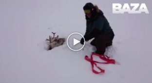 В Ижме местные жители спасли оленя, который увяз в болоте и снегу