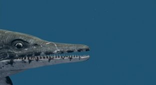 Морские чудовища древности. Ихтиозавры (5 фото)
