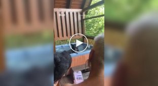 Любопытный медвежонок был пойман плескающимся в джакузи