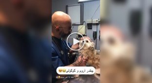 Пес высказал ветеринару все, что думает