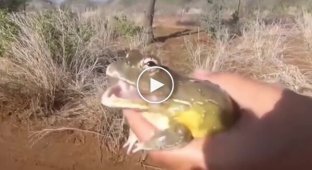 The variety of sounds made by toads and frogs