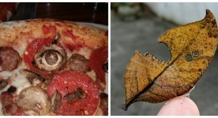 20 примеров оптических иллюзий, доказывающих, что наш мозг – это великий манипулятор (21 фото)