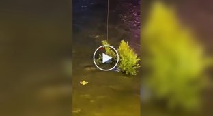 В Китае спасли кота при помощи дрона