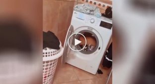 For morning jogging: the cat uses the washing machine as a training device
