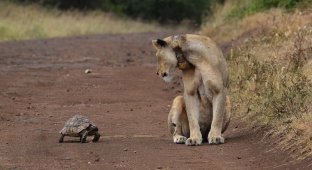 Черепаха и львица: случайная встреча (5 фото)