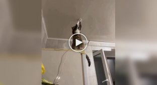 Професіонал за роботою