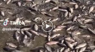 In the village of Maryanskoe, Dnepropetrovsk region, a massive fish kill due to the consequences of the explosion of the dam of the Kakhovskaya hydroelectric power station