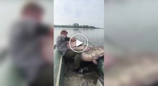 Польские рыбаки поймали огромного сома
