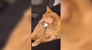 Ginger cat remembered his past life