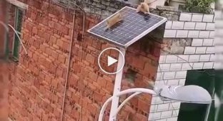 Kittens "arranged a quest" on a solar battery