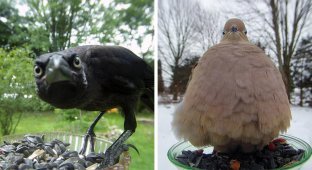 A woman installed a camera on the feeder to see the guests of her yard (71 photos)