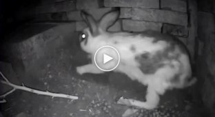 Rabbits bury the entrance to their burrows to protect their offspring from predators