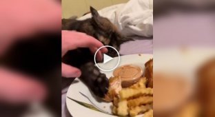 A cat fights for its prey