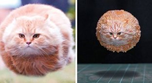 Японец превращает диковатые фотки котов в фигурки (29 фото)