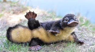 Platypus: every fact here is a miracle of nature (14 photos)