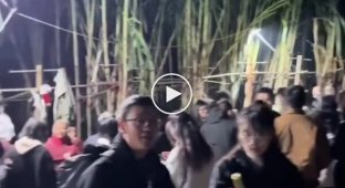 Вкради тростину, якщо зможеш»: фермер перетворив своє поле на гру