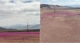 Flowers bloomed in one of the driest places on Earth (5 photos + 1 video)